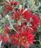Metrosideros excelsa