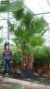 Alocasia Branchifolia Pink Passion blad