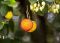 Arbutus unedo