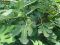 Syngonium Red Spot blad