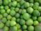 Epipremnum Pinnatum Global Green