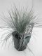 Festuca glauca Elijah Blue - set de 3