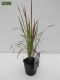 Imperata cylindrica Red Baron - set de 3