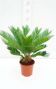 Syngonium Red Spot blad