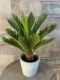 Epipremnum Pinnatum Global Green