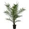 Scindapsus Treubii Dark plant