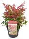 3834 - nandina domestica obsessed -min