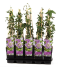 5030 - passiflora caerulea purple haze 2 ltr