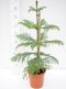 5400 - araucaria heterophylla k