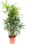 5584 rhapis excelsa 150-170 35 k-min