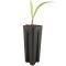 5602 - trachycarpus tesan-min-e-min