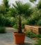 6777 tf-tr30-40-trachycarpus fortunei-min