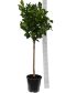 7245 - citrus sinensis nr 3 custom k-min