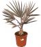 7659 - bismarckia nobilis 24 100-120 k-min