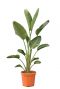 7679 - strelitzia nicolai 38 100-120-min