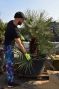 7818 - chamaerops humilis cerifera