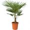 8027 - trachycarpus fortunei 26 - 8 4 ltr