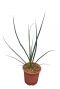 8267 - hesperaloe r rubra-min
