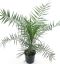 8780 - phoenix canariensis k-min