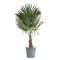 Trachycarpus Fortunei (stam 20-30)