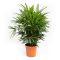 0004 rhapis excelsa multitrunk