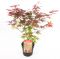 Acer palm