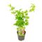 Acer palmatum going green 1