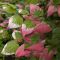 Actinidia kolomikta 002 kk-min 1