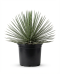 Agave geminiflora p20-01