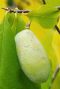 Asimina triloba pawpaw1 k-min 1
