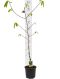Asimina triloba white background 2