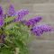Buddleja butterfly candy little purple 2-min