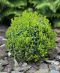 Buxus ball jpeg