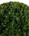 Buxus ball leaves jpeg