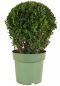 Buxus ball p17 jpeg