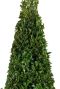 Buxus pyramid closeup p21