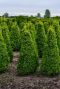 Buxus sempervirens pyramid