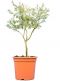 Caesalpinia gilliesii 70-90 25 groot k-min