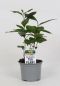 Camellia sinensis p10