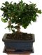 Carmona macrophylla bonsai ball