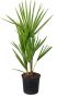 Chamaerops humilis p15 1