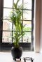 Chariot porte plantes