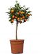 Citrus kumquat 60-80 23 k-min