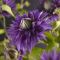 Clematis multi blue flower
