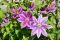 Clematis ruppel1 k-min