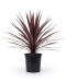 Cordyline australis red star - 01