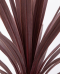 Cordyline australis red star - 02