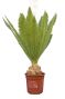 Dioon edulis 100-120 bulb 10-20 26 groot