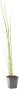 Equisetum japonicum