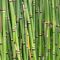 Equisetum japonicum e k-min